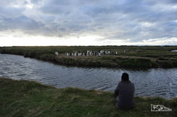 Observando pinguins rei em uma pinguinera na Terra do Fogo, no sul do Chile